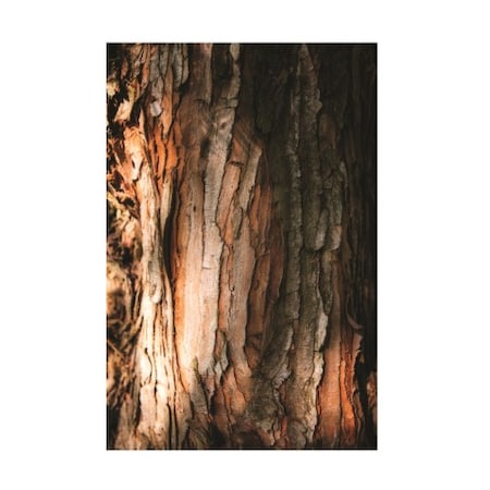 Philippe Sainte Laudy 'Tree Bark' Canvas Art,30x47